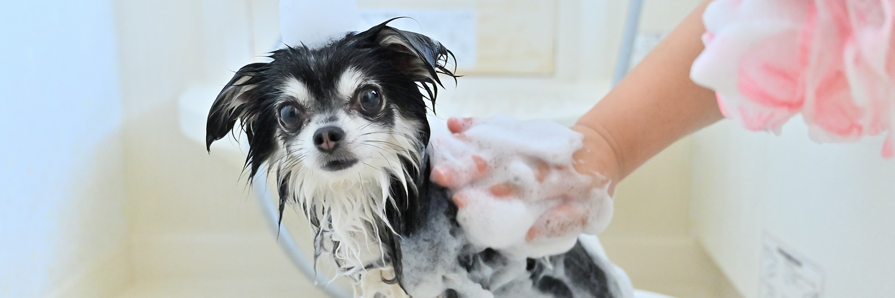 北海道北見市のペットの総合サロンComfort & Care for Your Petくつろぎながら整える、やさしいペットケア。