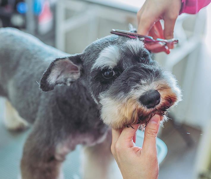 北海道北見市のペットの総合サロンComfort & Care for Your Petくつろぎながら整える、やさしいペットケア。