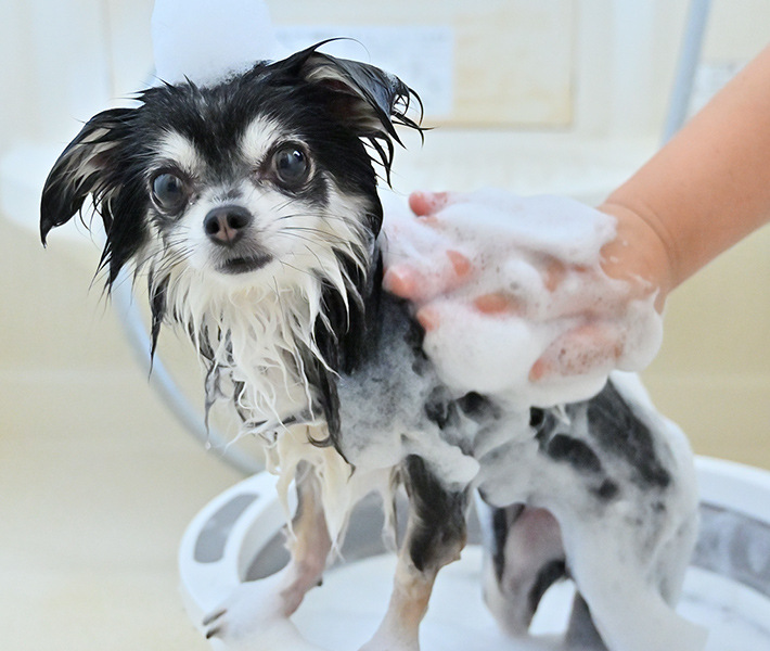 北海道北見市のペットの総合サロンComfort & Care for Your Petくつろぎながら整える、やさしいペットケア。