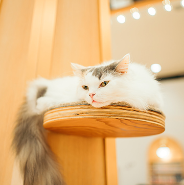 猫カフェ